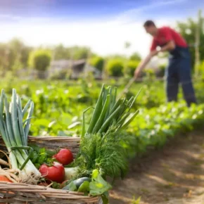 Encourage Organic Farming